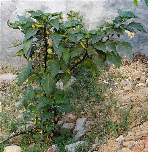 Datura metel